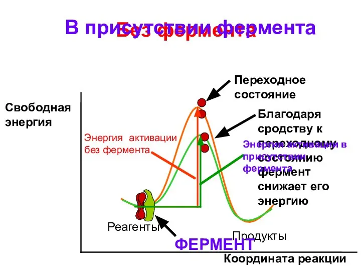 Координата реакции Свободная энергия Реагенты Продукты Переходное состояние Без фермента В