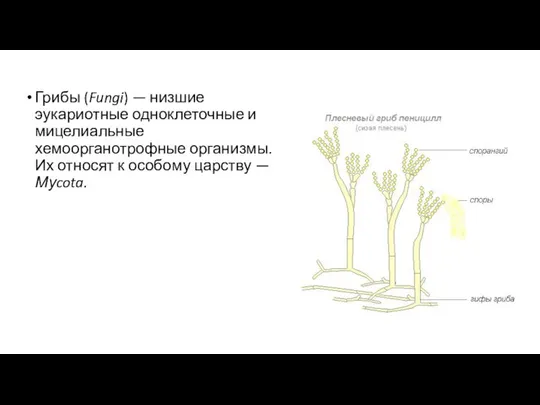 Грибы (Fungi) — низшие эукариотные одноклеточные и мицелиальные хемоорганотрофные организмы. Их