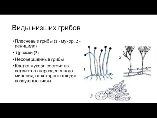 Виды низших грибов Плесневые грибы (1 - мукор, 2 - пеницилл)