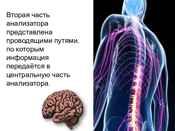 Вторая часть анализатора представлена проводящими путями, по которым информация передаётся в центральную часть анализатора.