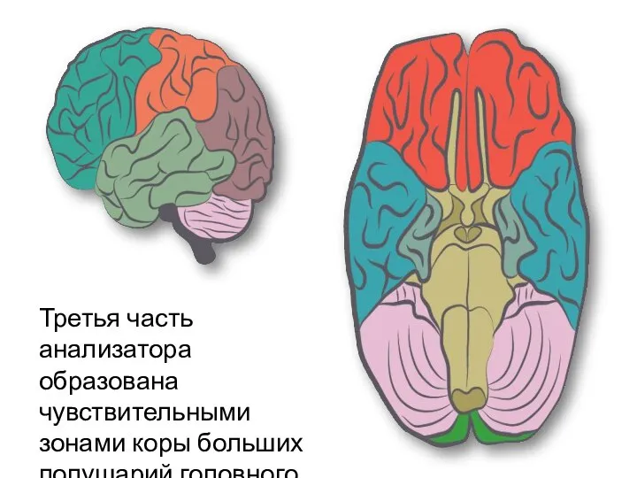 Третья часть анализатора образована чувствительными зонами коры больших полушарий головного мозга.