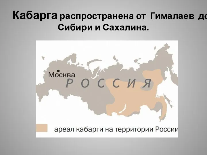 Кабарга распространена от Гималаев до Сибири и Сахалина.