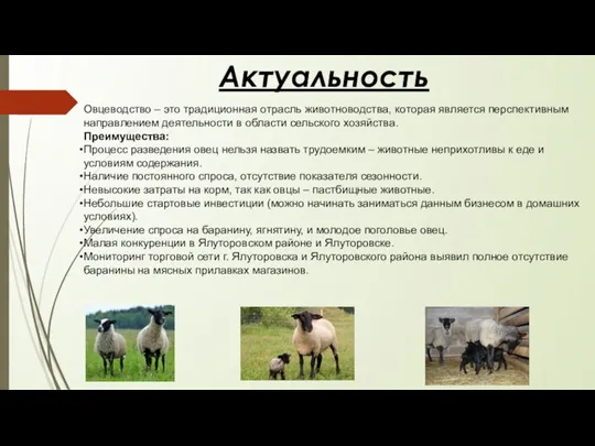 Актуальность Овцеводство – это традиционная отрасль животноводства, которая является перспективным направлением