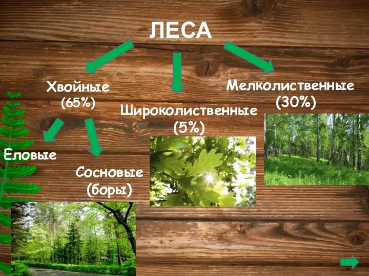 ЛЕСА Хвойные (65%) Широколиственные(5%) Мелколиственные (30%) Еловые Сосновые (боры)