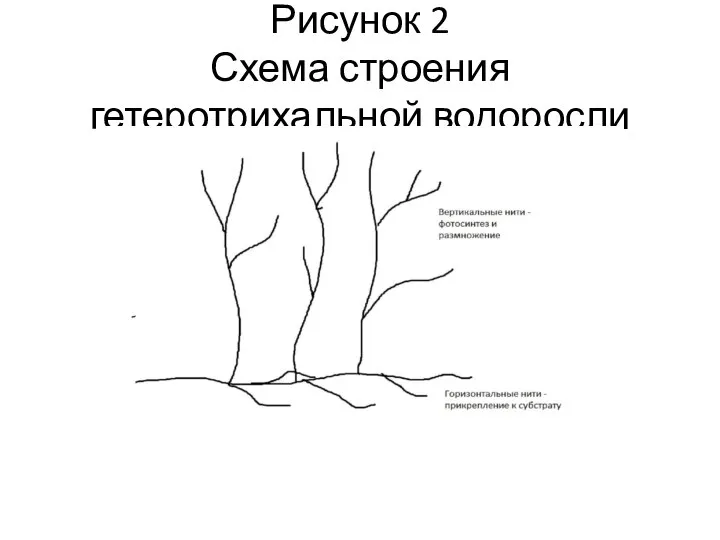 Рисунок 2 Схема строения гетеротрихальной водоросли