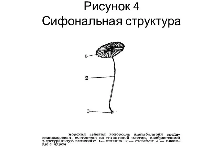 Рисунок 4 Сифональная структура водоросли