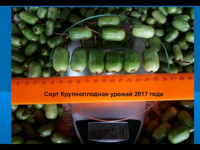 Сорт Крупноплодная урожай 2017 года