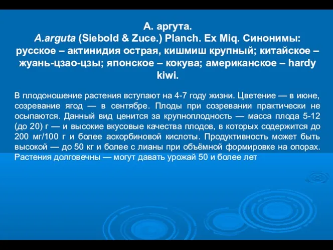 А. аргута. A.arguta (Siebold & Zuce.) Planch. Ex Miq. Синонимы: русское
