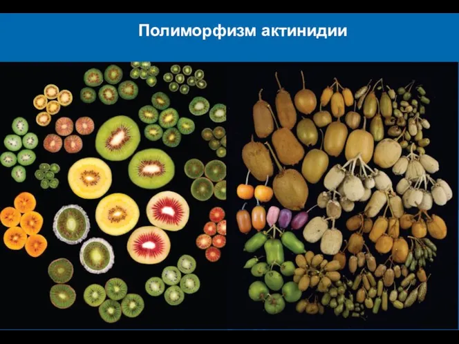 Полиморфизм актинидии