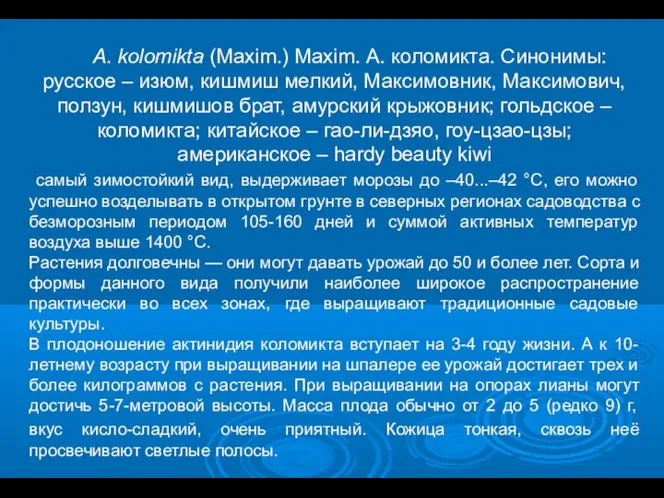 A. kolomikta (Maxim.) Maxim. А. коломикта. Синонимы: русское – изюм, кишмиш