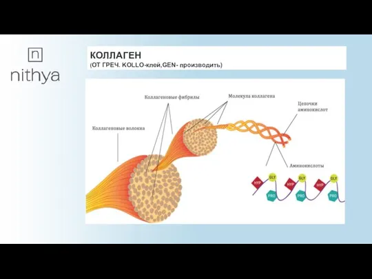 КОЛЛАГЕН (ОТ ГРЕЧ. KOLLO-клей,GEN- производить)