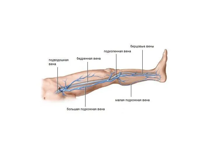 Вены нижней конечности