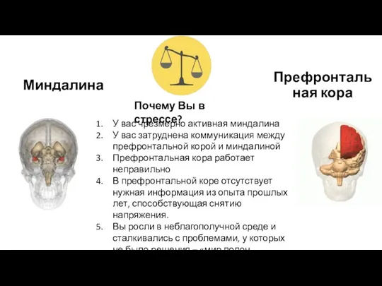 Миндалина Префронтальная кора Почему Вы в стрессе? У вас чрезмерно активная