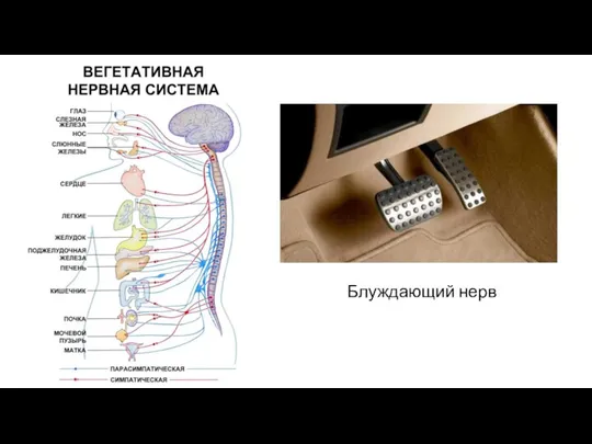 Блуждающий нерв