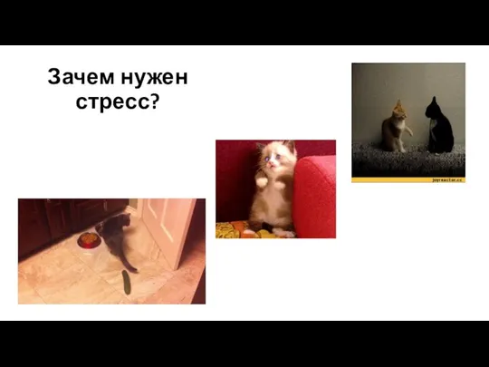 Зачем нужен стресс?