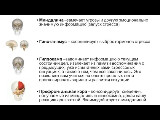 Миндалина –замечает угрозы и другую эмоционально значимую информацию (запуск стресса) Гипоталамус