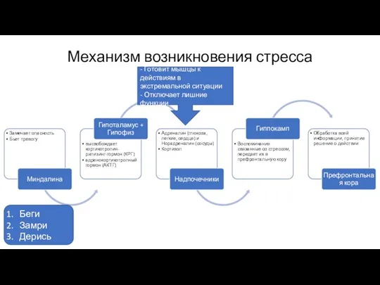 Механизм возникновения стресса - Готовит мышцы к действиям в экстремальной ситуации