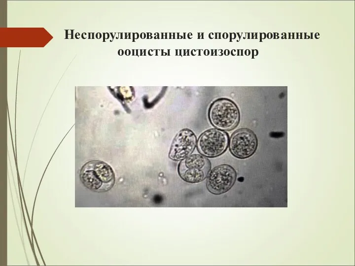 Неспорулированные и спорулированные ооцисты цистоизоспор