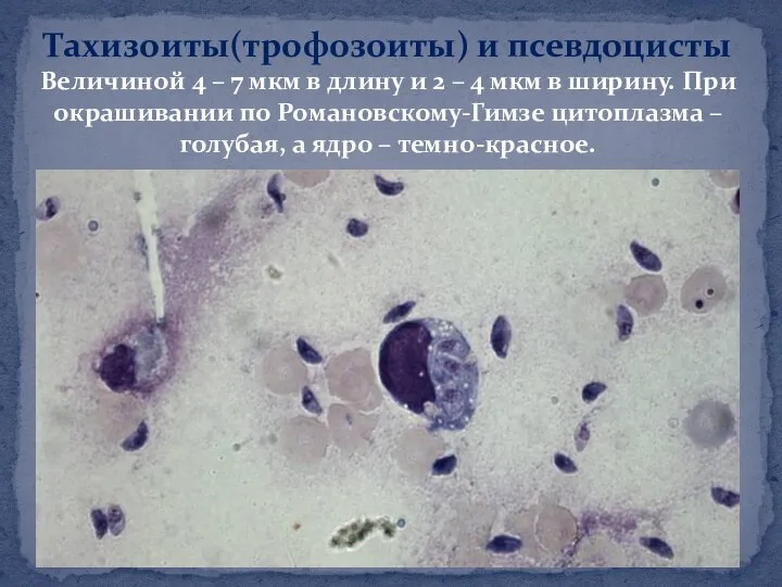 Тахизоиты(трофозоиты) и псевдоцисты Величиной 4 – 7 мкм в длину и