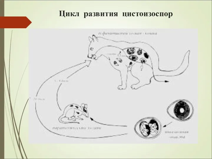 Цикл развития цистоизоспор