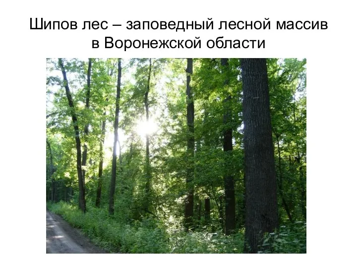 Шипов лес – заповедный лесной массив в Воронежской области