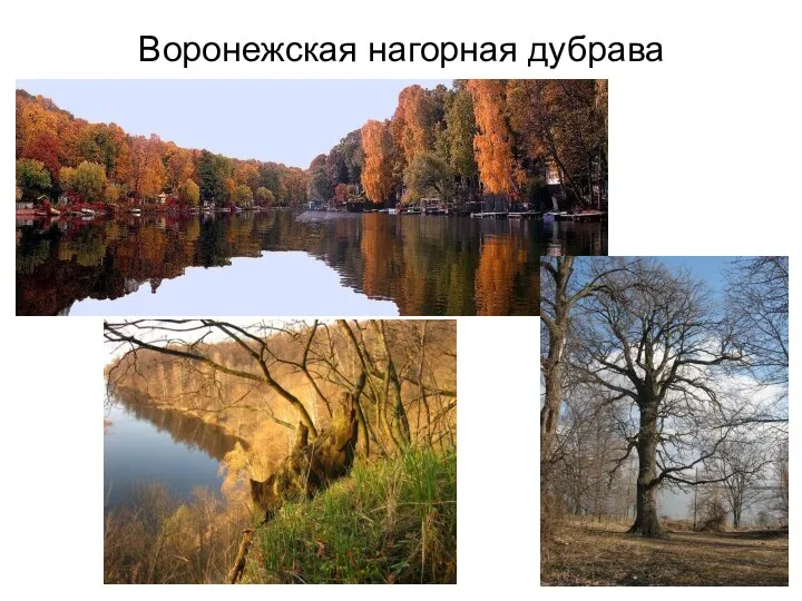 Воронежская нагорная дубрава