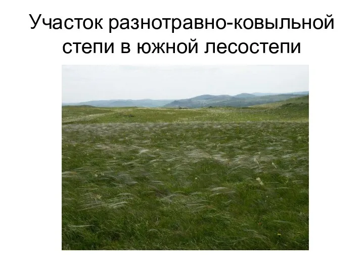 Участок разнотравно-ковыльной степи в южной лесостепи