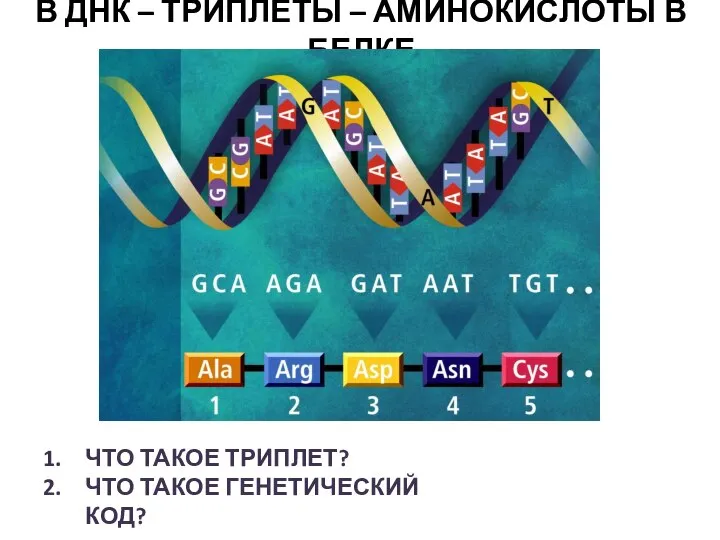 В ДНК – ТРИПЛЕТЫ – АМИНОКИСЛОТЫ В БЕЛКЕ ЧТО ТАКОЕ ТРИПЛЕТ? ЧТО ТАКОЕ ГЕНЕТИЧЕСКИЙ КОД?