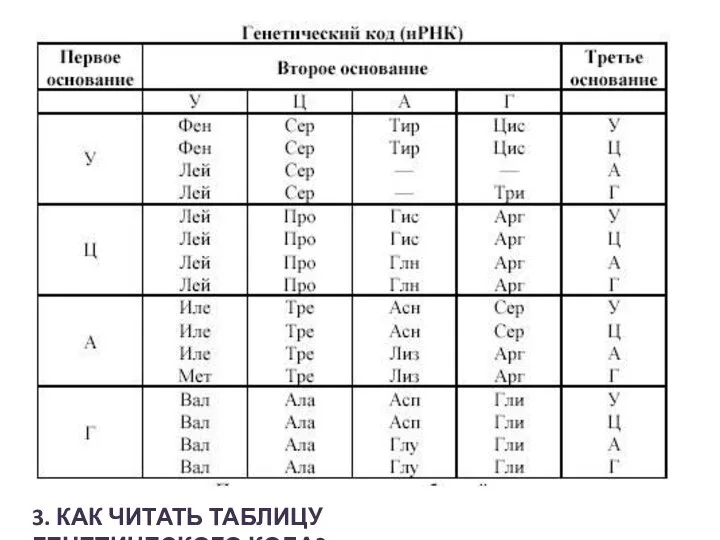 3. КАК ЧИТАТЬ ТАБЛИЦУ ГЕНЕТИЧЕСКОГО КОДА?