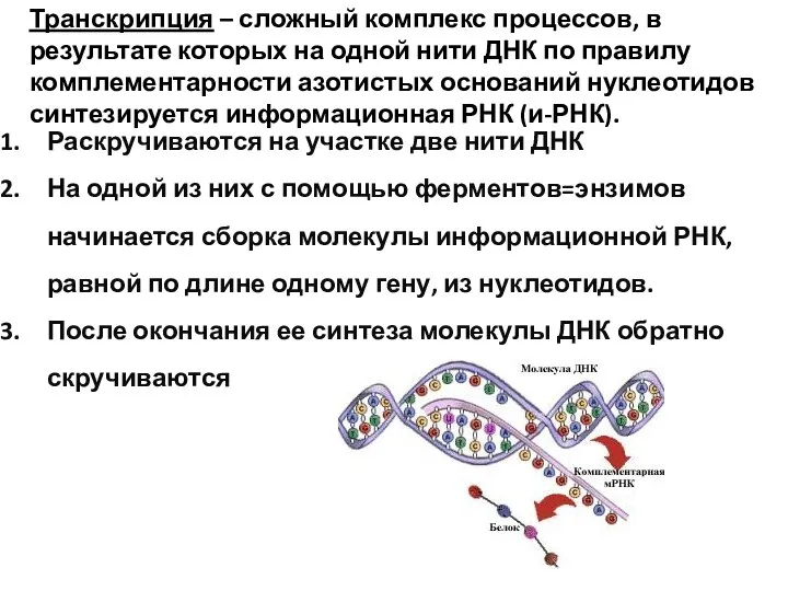 Транскрипция – сложный комплекс процессов, в результате которых на одной нити