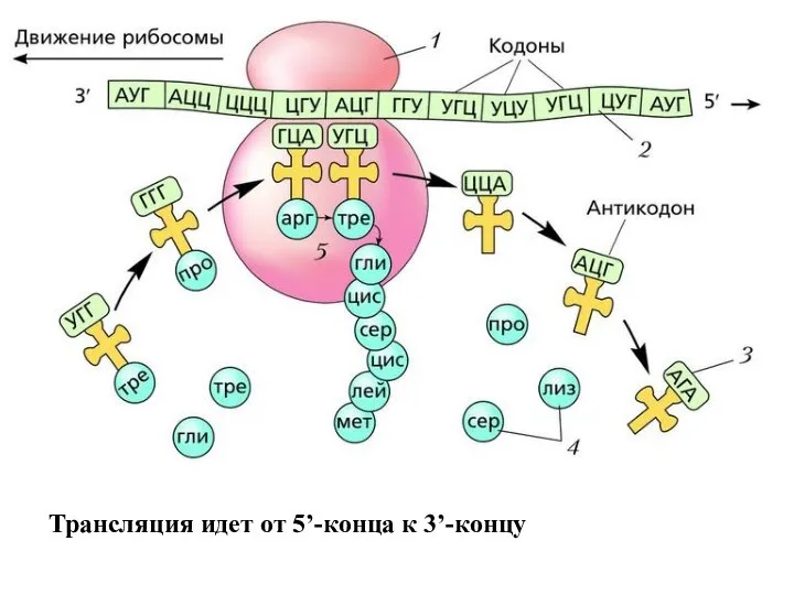 Трансляция идет от 5’-конца к 3’-концу