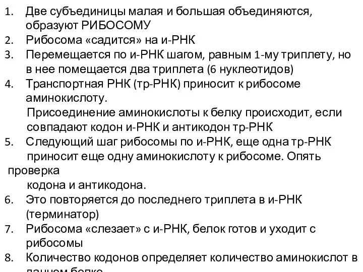 Две субъединицы малая и большая объединяются, образуют РИБОСОМУ Рибосома «садится» на