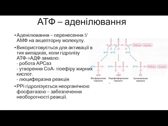 АТФ – аденілювання Аденілювання – перенесення 5’АМФ на акцепторну молекулу. Використовується