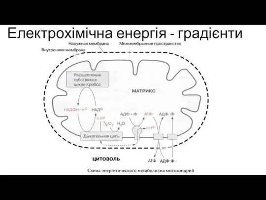 Електрохімічна енергія - градієнти