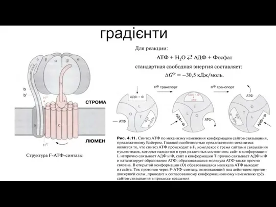 Електрохімічна енергія - градієнти