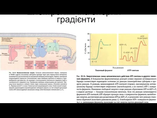 Електрохімічна енергія - градієнти