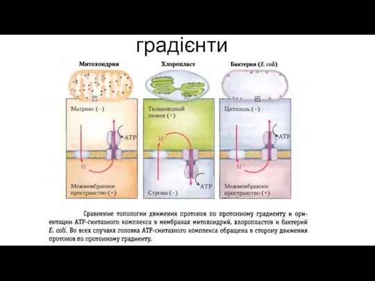 Електрохімічна енергія - градієнти