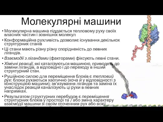 Молекулярна машина піддається тепловому руху своїх власних частин і зовнішніх молекул