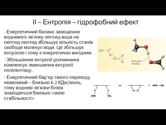 - Енергетичний баланс заміщення водневого зв’язку пептид-вода на пептид-пептид збільшує кількість