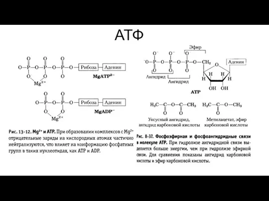 АТФ