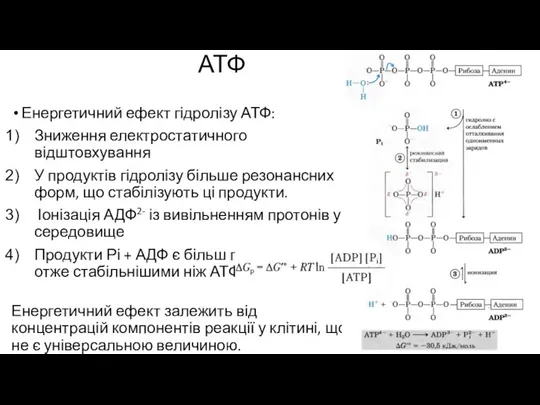 Енергетичний ефект гідролізу АТФ: Зниження електростатичного відштовхування У продуктів гідролізу більше