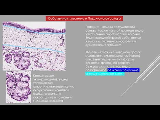 Граница – железы подслизистой основы, так же на этой границе видно