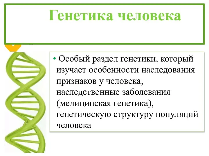 Генетика человека Особый раздел генетики, который изучает особенности наследования признаков у