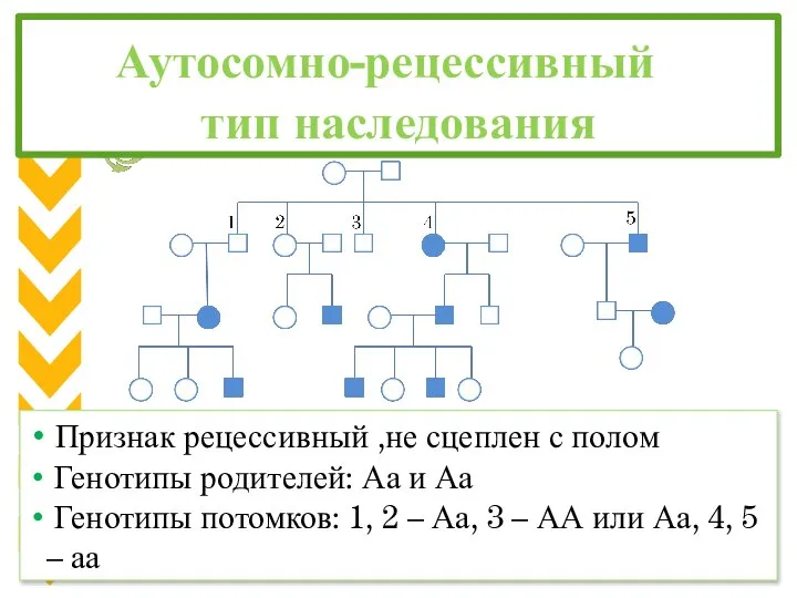 Аутосомно-рецессивный тип наследования Признак рецессивный ,не сцеплен с полом Генотипы родителей: