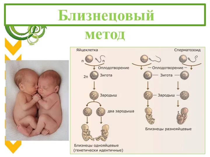 Близнецовый метод