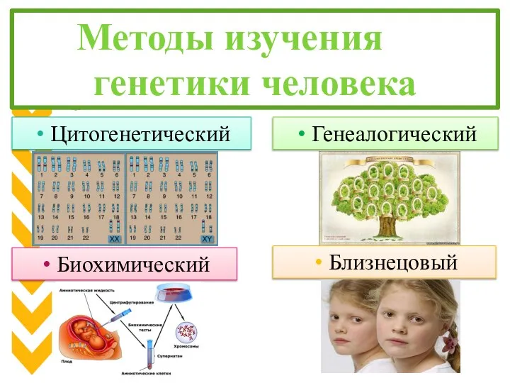 Методы изучения генетики человека Генеалогический Цитогенетический Близнецовый Биохимический