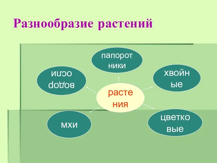 Разнообразие растений растения водоросли мхи папоротники хвойные цветковые