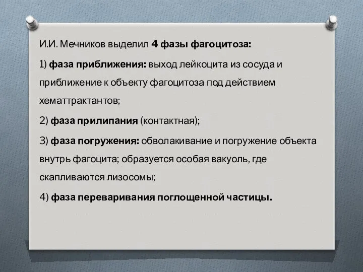 И.И. Мечников выделил 4 фазы фагоцитоза: 1) фаза приближения: выход лейкоцита