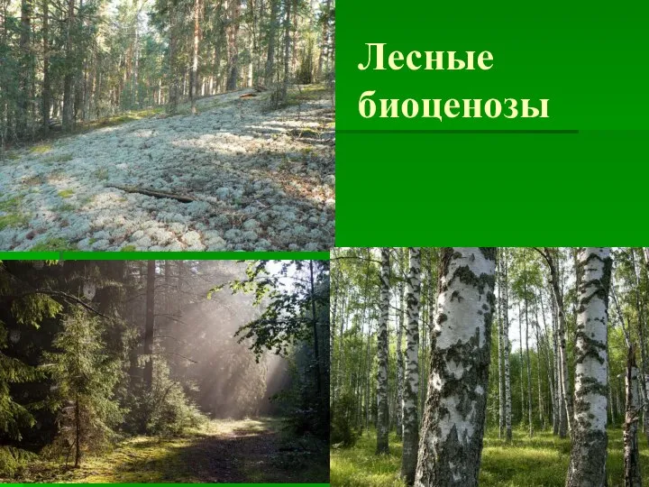 Лесные биоценозы