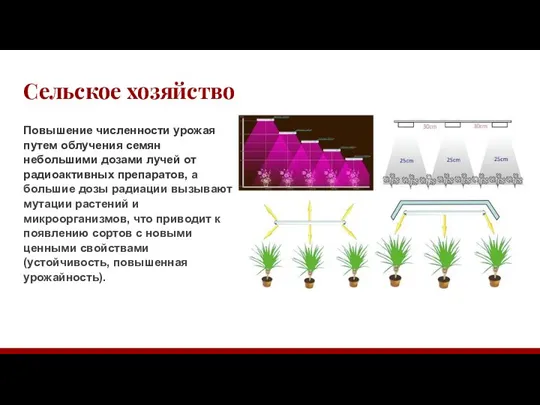 Сельское хозяйство Повышение численности урожая путем облучения семян небольшими дозами лучей